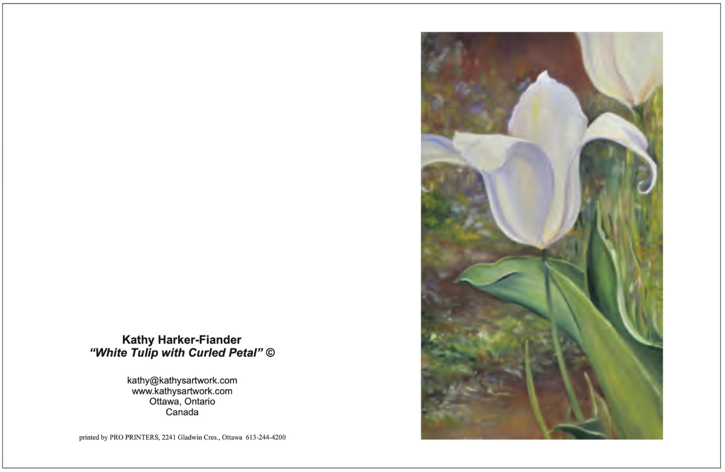 F27 White Tulip with Curled Petal